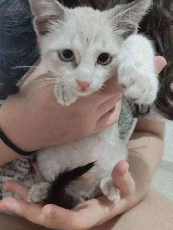 Gato ra a SRD idade Abaixo de 2 meses nome Floquinho