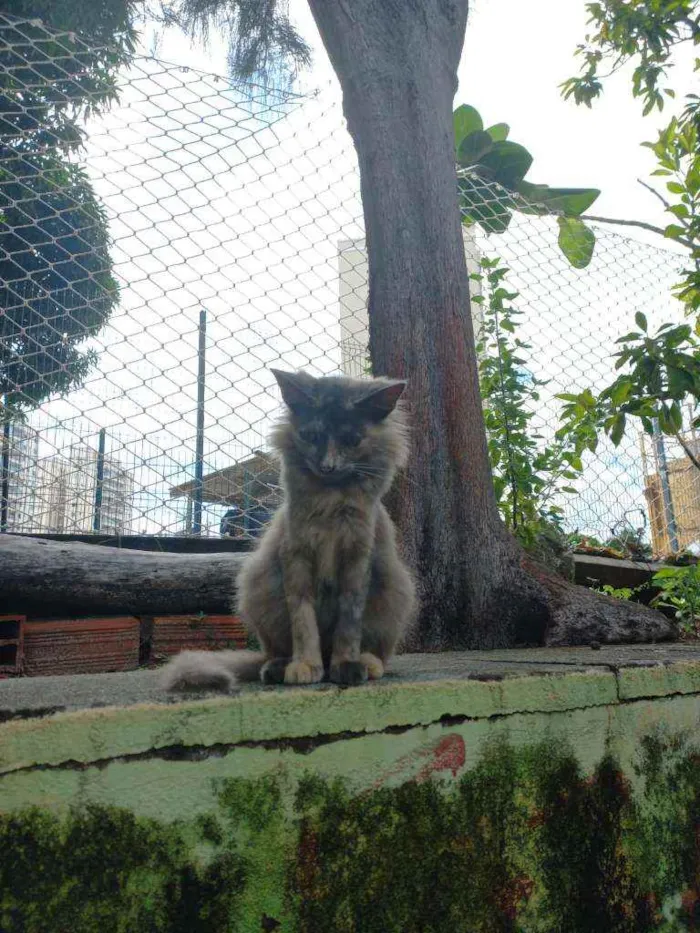 Gato ra a SRD idade 7 a 11 meses nome Lili