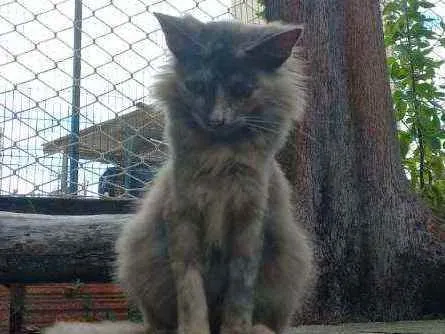 Gato ra a SRD idade 7 a 11 meses nome Lili