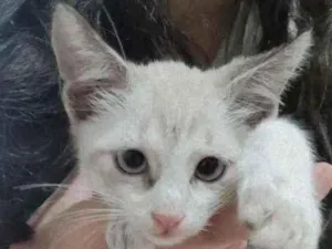 Gato raça SRD idade Abaixo de 2 meses nome Floquinho