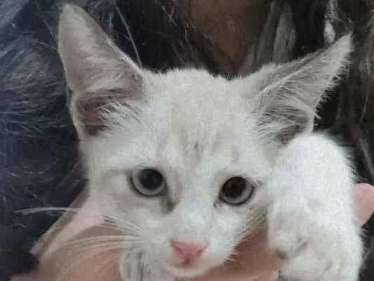 Gato ra a SRD idade Abaixo de 2 meses nome Floquinho