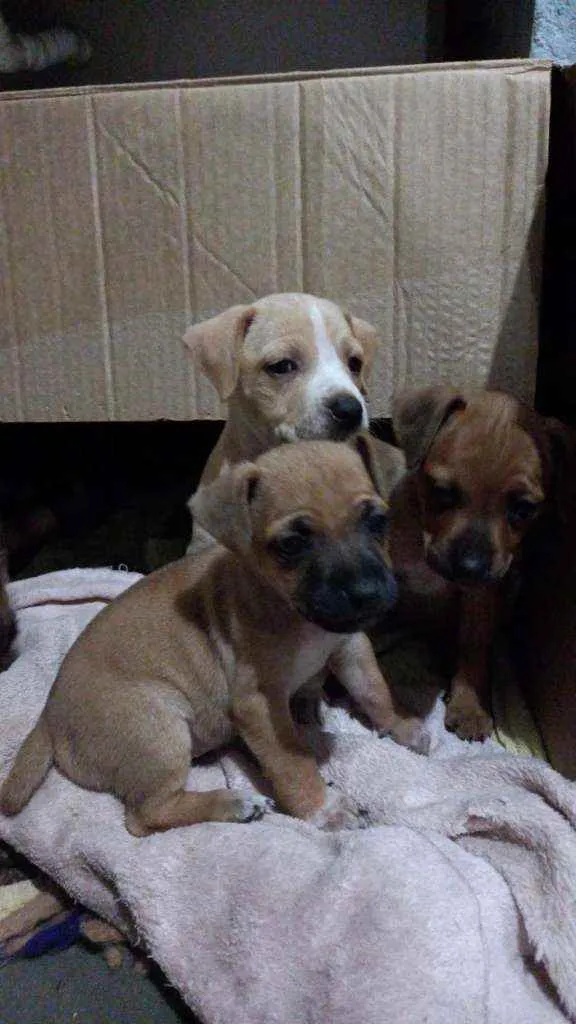 Cachorro ra a Indefinido idade Abaixo de 2 meses nome sem nome