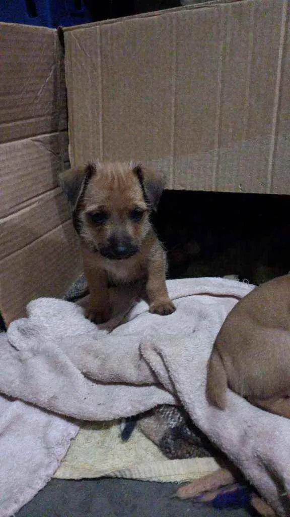 Cachorro ra a Indefinido idade Abaixo de 2 meses nome sem nome