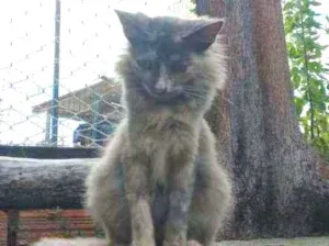 Gato raça SRD idade 7 a 11 meses nome Lili