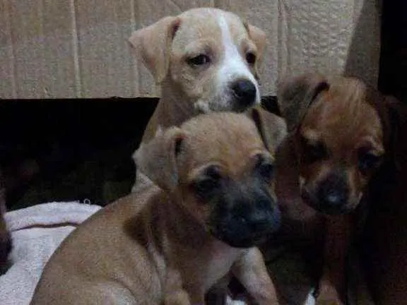 Cachorro ra a Indefinido idade Abaixo de 2 meses nome sem nome