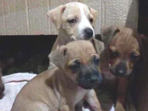 Cachorro raça Indefinido idade Abaixo de 2 meses nome sem nome