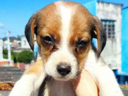 Cachorro raça beagle idade Abaixo de 2 meses nome Bill