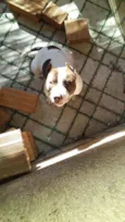 Apolo