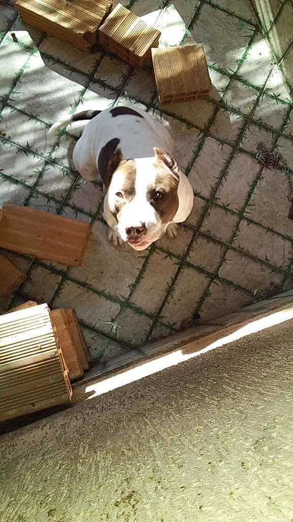 Cachorro raça Pitbull Com American Bully idade 2 anos nome Apolo