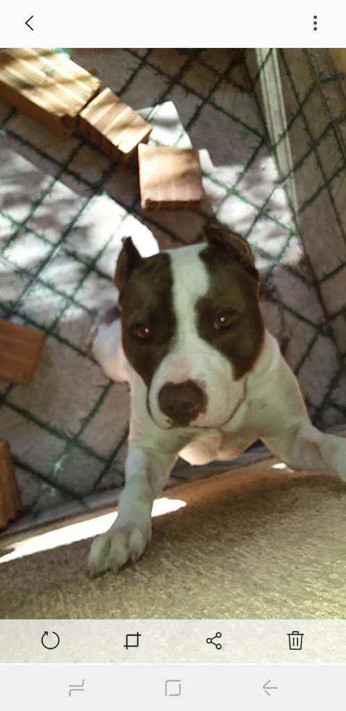 Cachorro raça Pitbull Com American Bully idade 2 anos nome Apolo