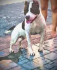 Apolo