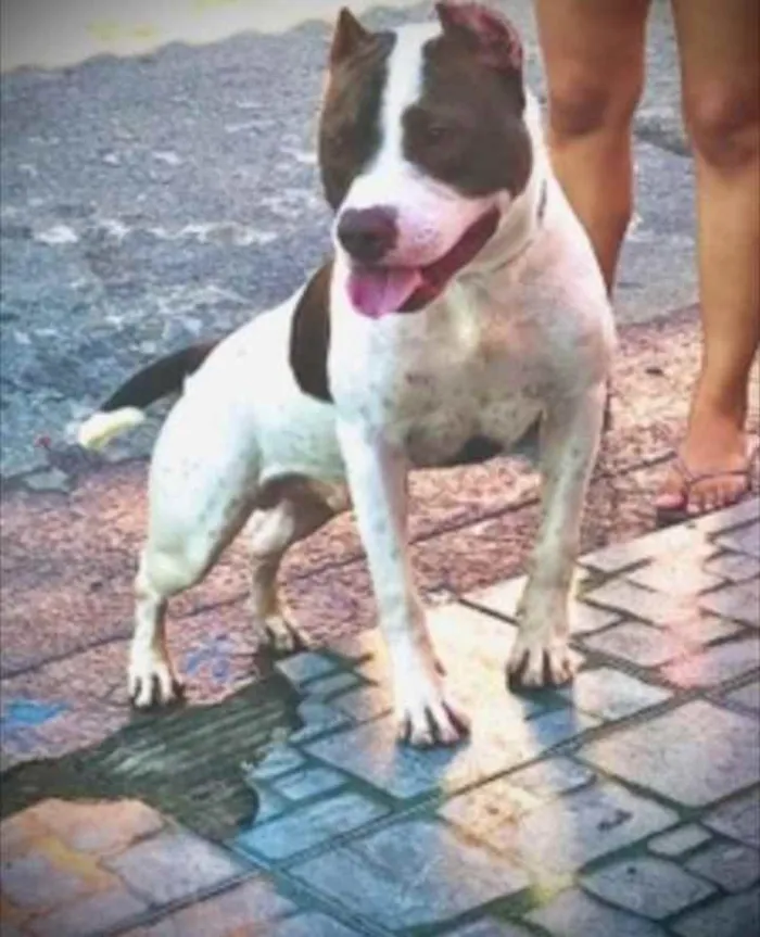 Cachorro raça Pitbull Com American Bully idade 2 anos nome Apolo