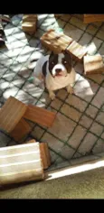 Apolo