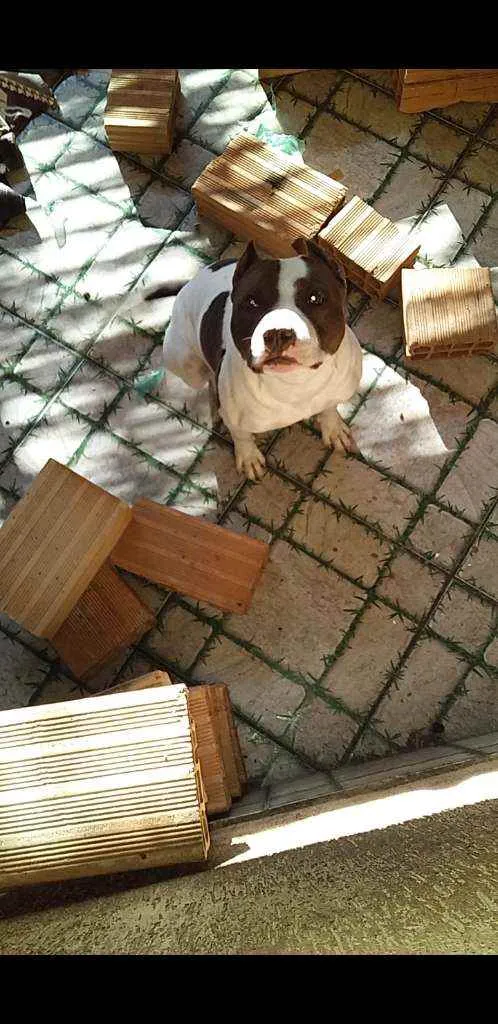 Cachorro raça Pitbull Com American Bully idade 2 anos nome Apolo