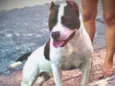 Apolo