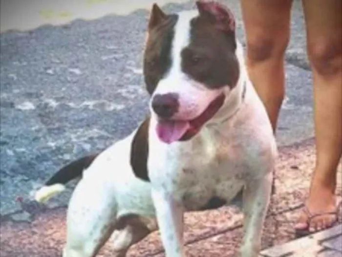 Cachorro raça Pitbull Com American Bully idade 2 anos nome Apolo