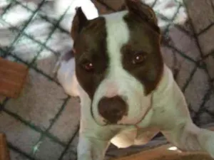 Cachorro raça Pitbull Com American Bully idade 2 anos nome Apolo