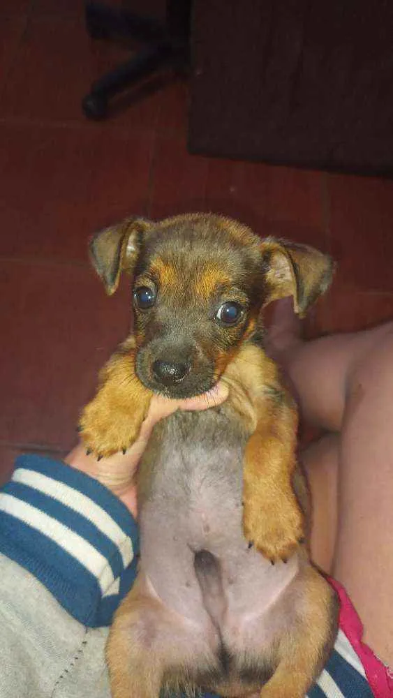 Cachorro ra a Vira lata idade 2 a 6 meses nome sem nome