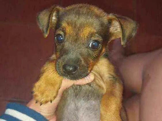 Cachorro ra a Vira lata idade 2 a 6 meses nome sem nome