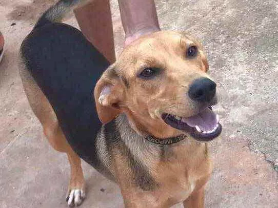 Cachorro ra a SRD idade 7 a 11 meses nome Pedrita