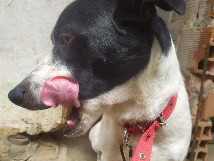 Cachorro ra a Vira lata idade 2 anos nome Duck