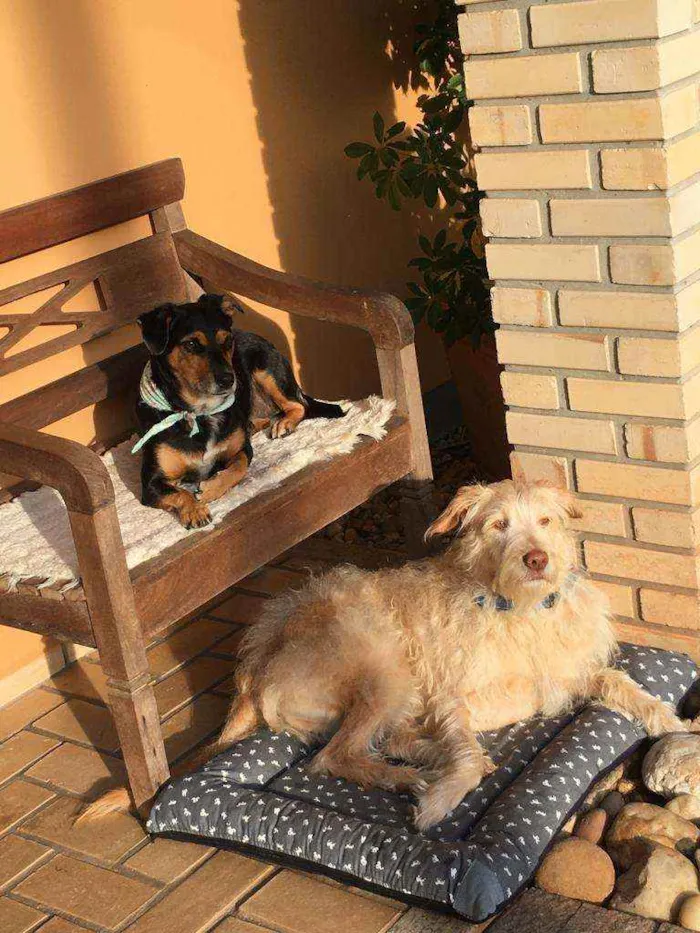 Cachorro ra a Mestiço idade 2 anos nome Alemão