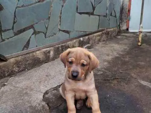 Cachorro ra a Indefinida idade Abaixo de 2 meses nome Sem nome