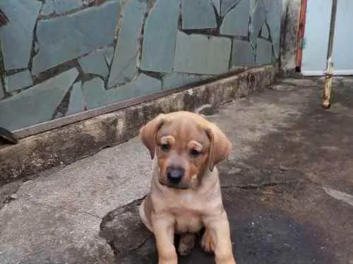 Cachorro ra a Indefinida idade Abaixo de 2 meses nome Sem nome