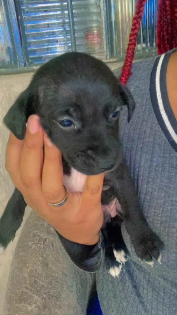 Cachorro ra a Labrador  idade 2 a 6 meses nome Filhotes