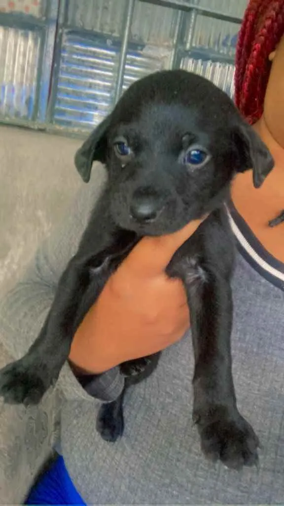 Cachorro ra a Labrador  idade 2 a 6 meses nome Filhotes