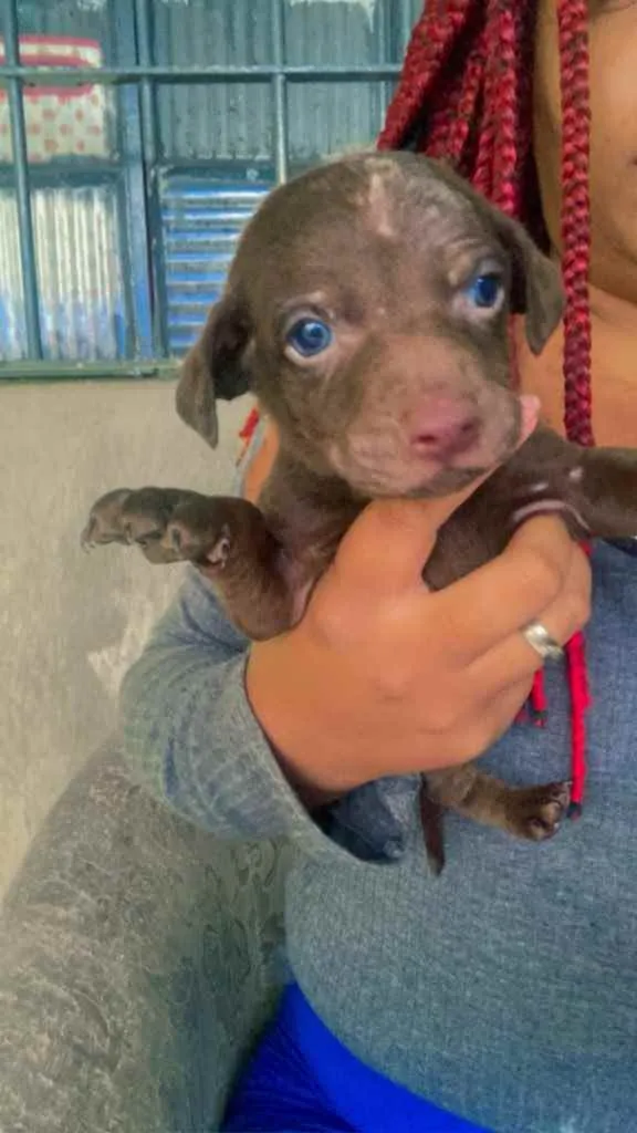 Cachorro ra a Labrador  idade 2 a 6 meses nome Filhotes
