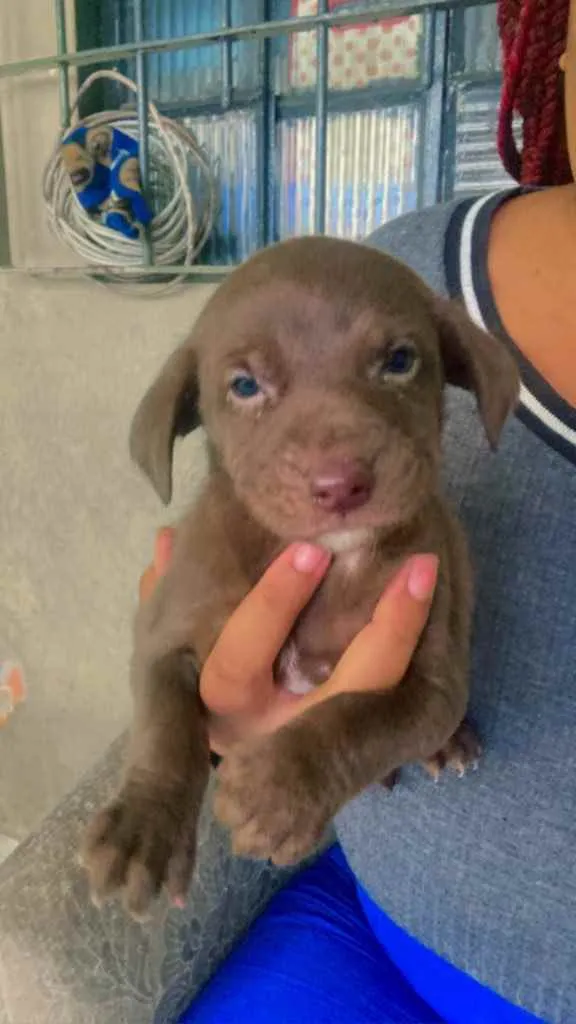 Cachorro ra a Labrador  idade 2 a 6 meses nome Filhotes