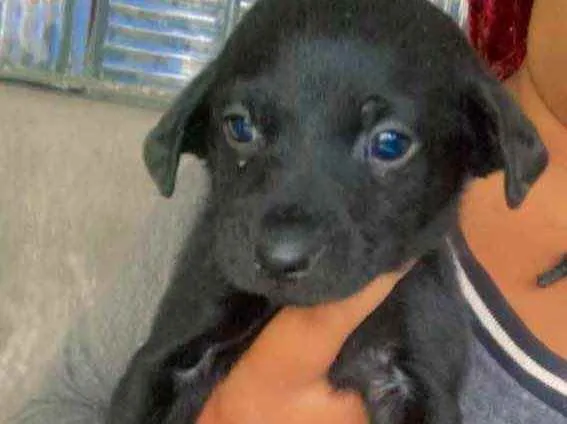 Cachorro ra a Labrador  idade 2 a 6 meses nome Filhotes