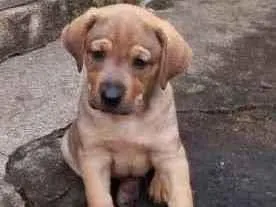 Cachorro raça Indefinida idade Abaixo de 2 meses nome Sem nome