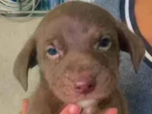 Cachorro raça Labrador  idade 2 a 6 meses nome Filhotes