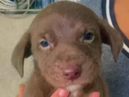 Cachorro ra a Labrador  idade 2 a 6 meses nome Filhotes