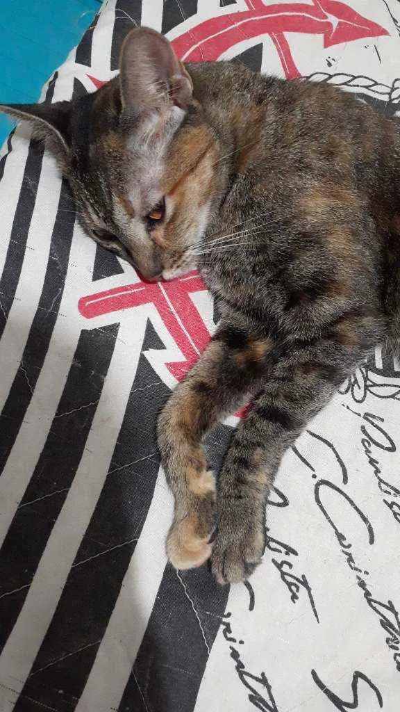Gato ra a  idade  nome Nairobi