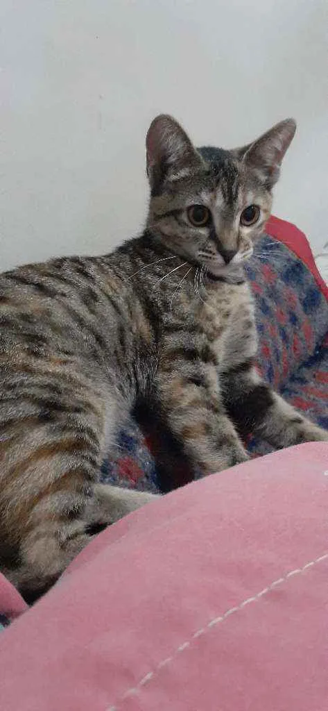Gato ra a  idade  nome Nairobi