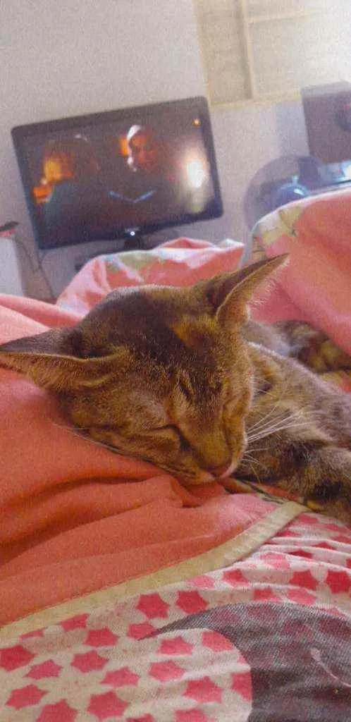 Gato ra a  idade  nome Nairobi