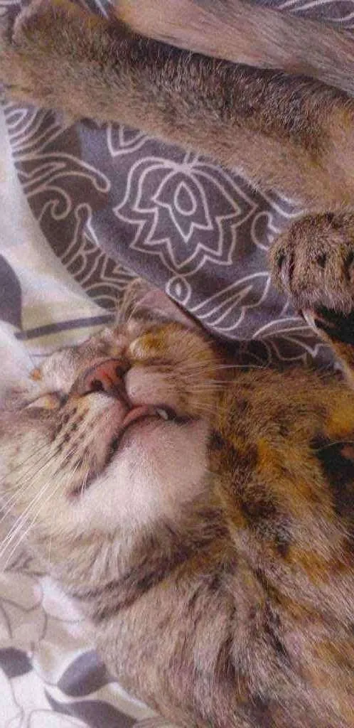 Gato ra a  idade  nome Nairobi