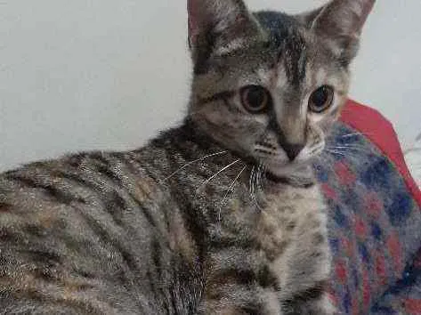 Gato ra a  idade  nome Nairobi