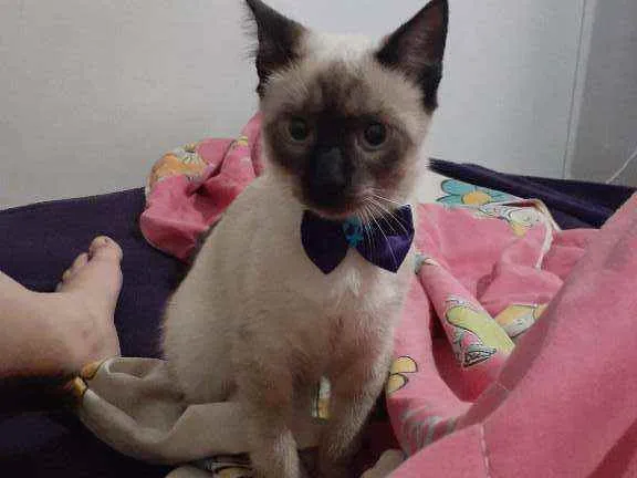 Gato ra a Siamês  idade 2 anos nome Tokyo