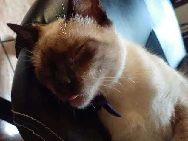 Gato ra a Siamês  idade 2 anos nome Tokyo