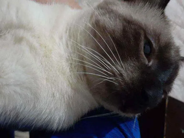 Gato ra a Siamês  idade 2 anos nome Tokyo