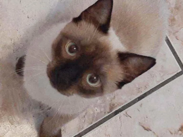 Gato ra a Siamês  idade 2 anos nome Tokyo