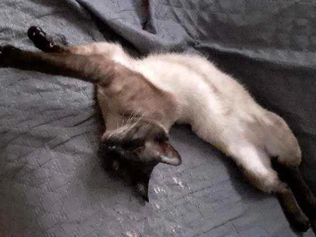 Gato ra a Siamês  idade 2 anos nome Tokyo