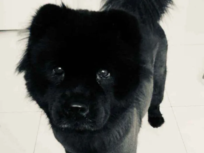 Cachorro ra a Chow chow idade 6 ou mais anos nome Penny