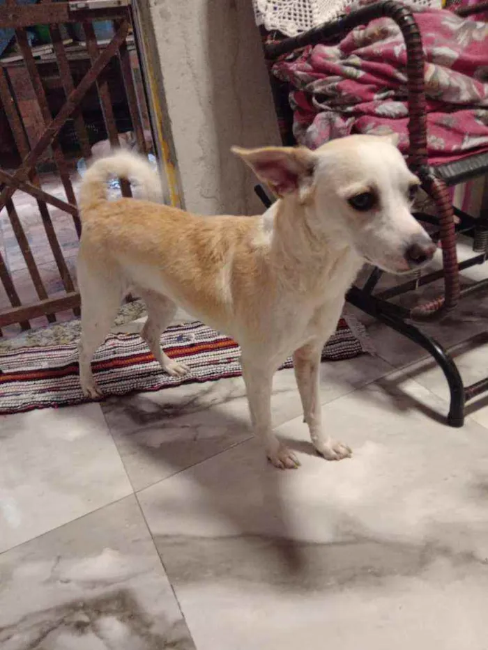 Cachorro ra a SRD idade 1 ano nome Vitória