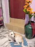 Vitória