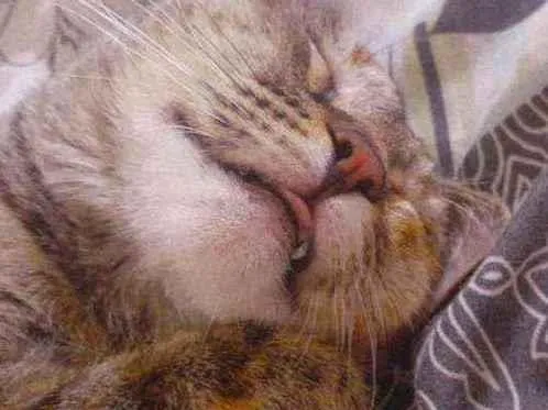 Gato ra a  idade  nome Nairobi